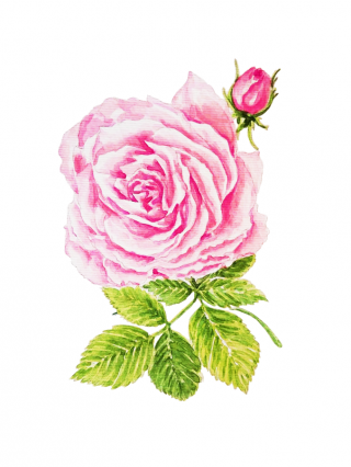 Rose (Rosa damascena) – Die Königin der Blumen
