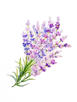 Lavendel - Das heilige Kraut der Antike