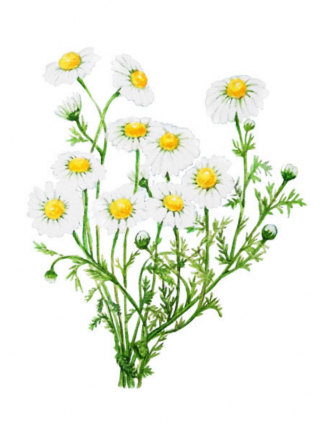Echte Kamille – Die Blume des Sonnengottes