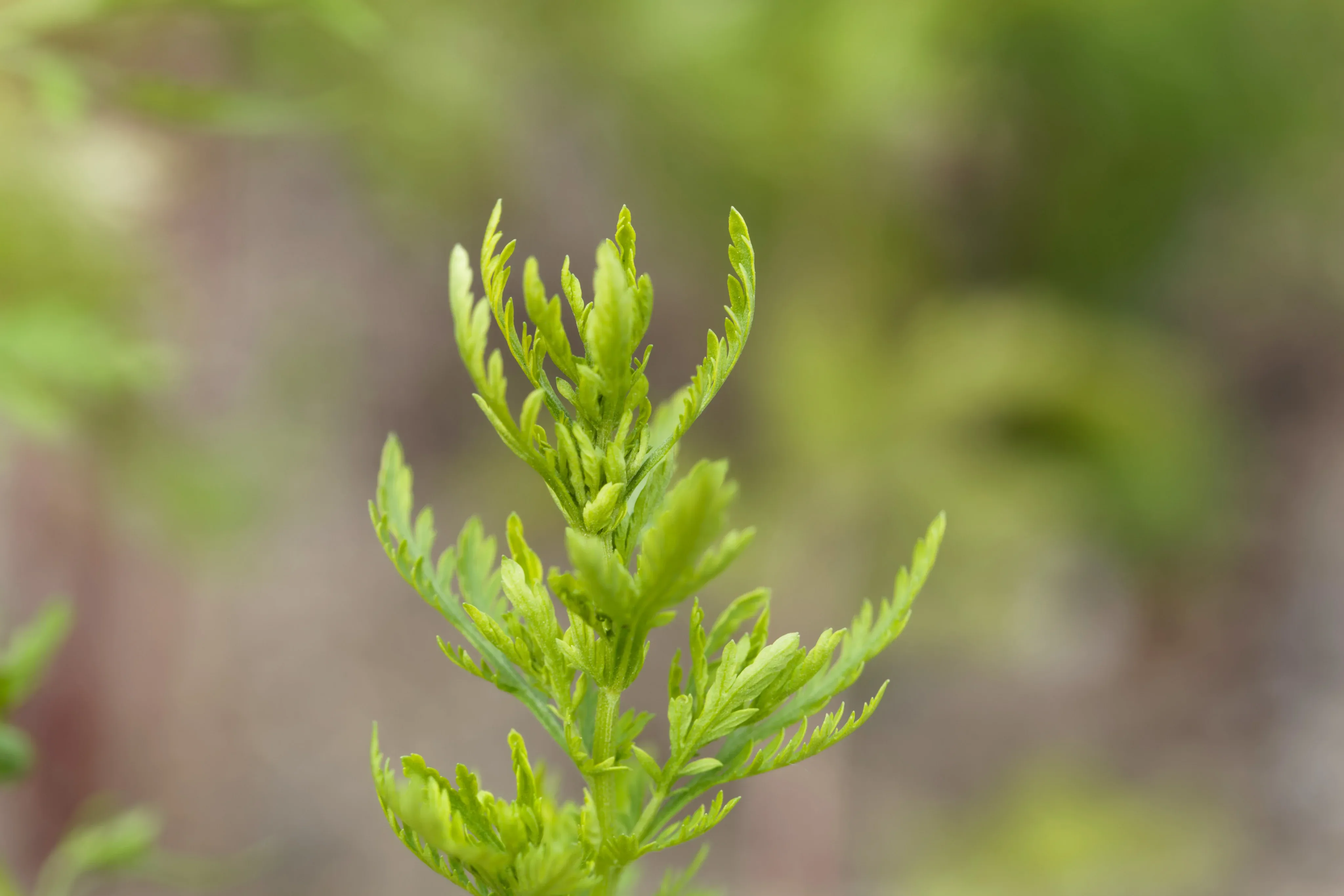 ARTEMISIA ANNUA - EINJÄHRIGER BEIFUß - EINE WAHRE WUNDERPFLANZE