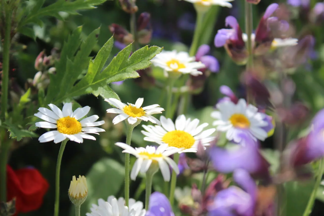 100 чист натурален продукт