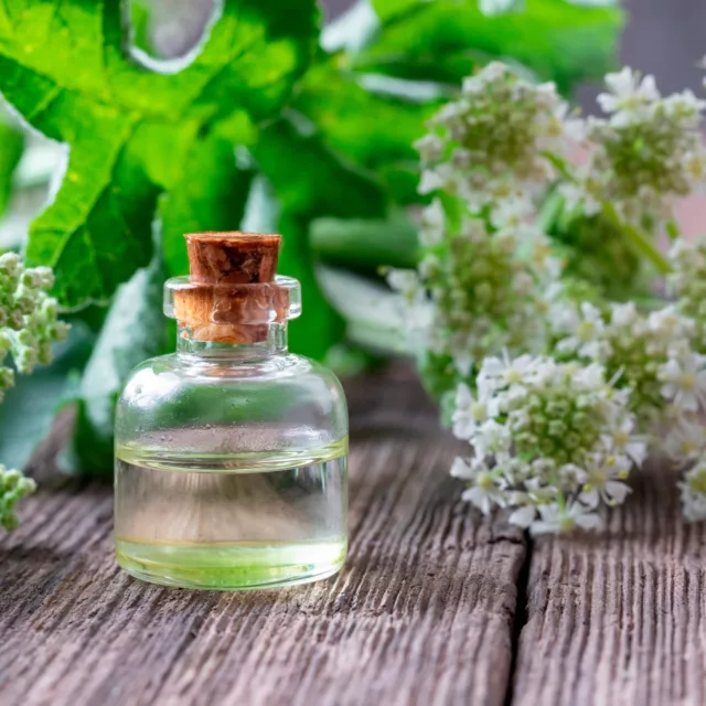 БИО Етерично масло Ангелика 9