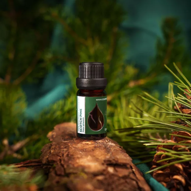 БИО Етерично масло Бял бор 3