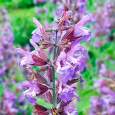 БИО Етерично масло Градински чай 15