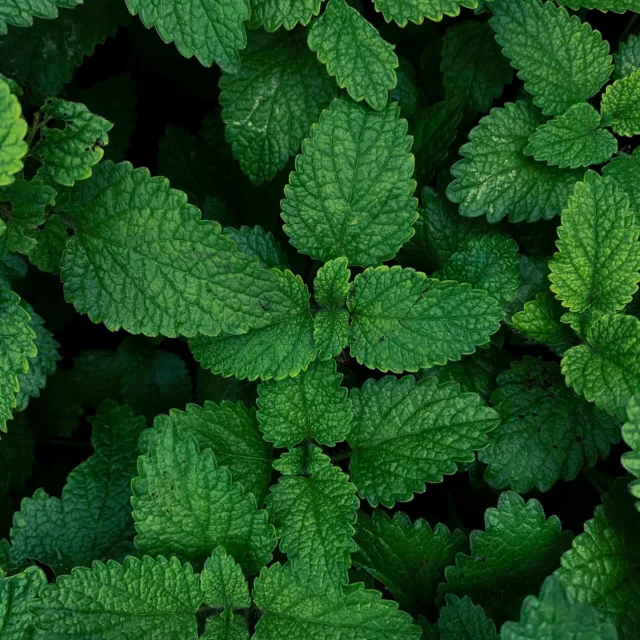 БИО Етерично масло Мента 8