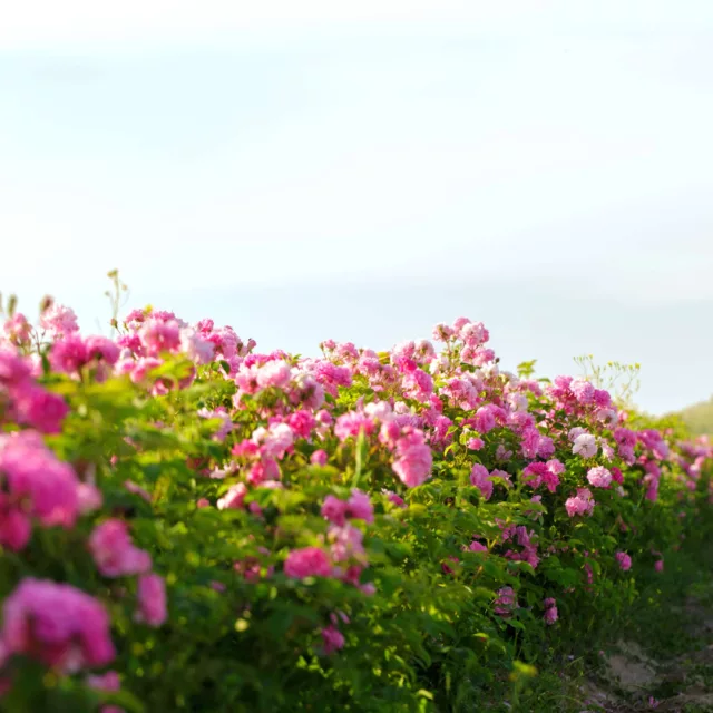 БИО Етерично масло Роза Дамасцена 17