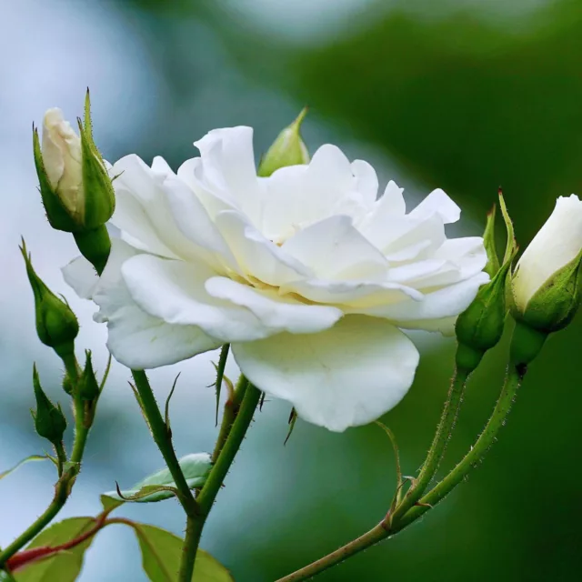 БИО Вода Бяла Роза 3