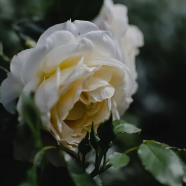 БИО Вода Бяла Роза 6