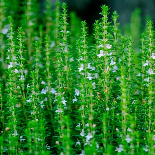 БИО Вода Исоп 2