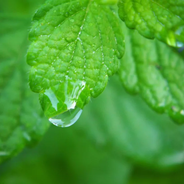 БИО Вода Маточина 5