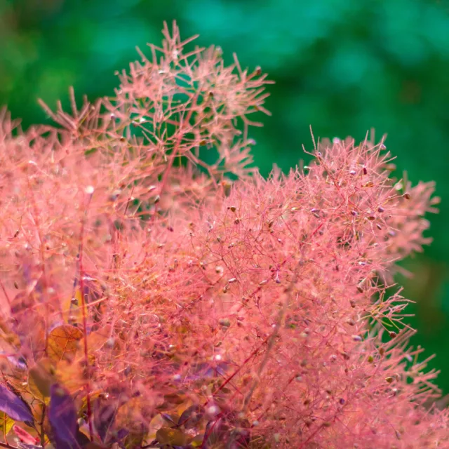 БИО Вода Смрадлика 6