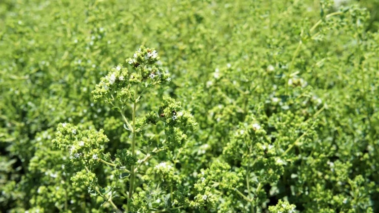 Oregano Ätherisches Öl – Ein natürliches Antibiotikum