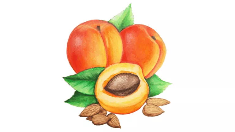 Aprikose
