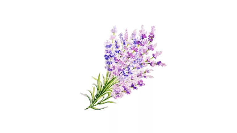 Lavendel