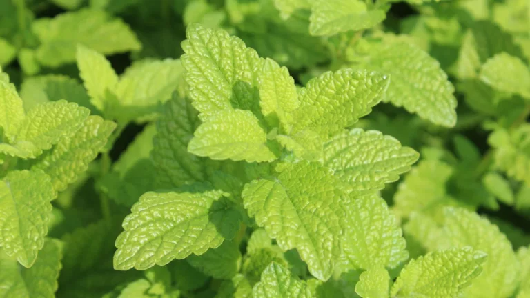 Zitronenmelisse-Öl – Einzigartig und Unbezahlbar