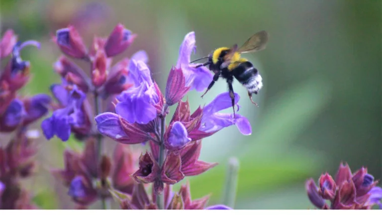 Moldawischer Drachenkopf – Ein Rohdiamant