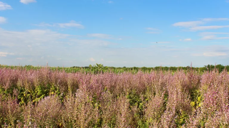 Unser schönster natürlicher Schatz — Muskatellersalbei (Salvia sclarea)