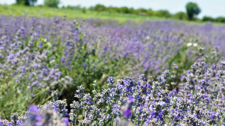Warum Lavendelblütenwasser wählen?