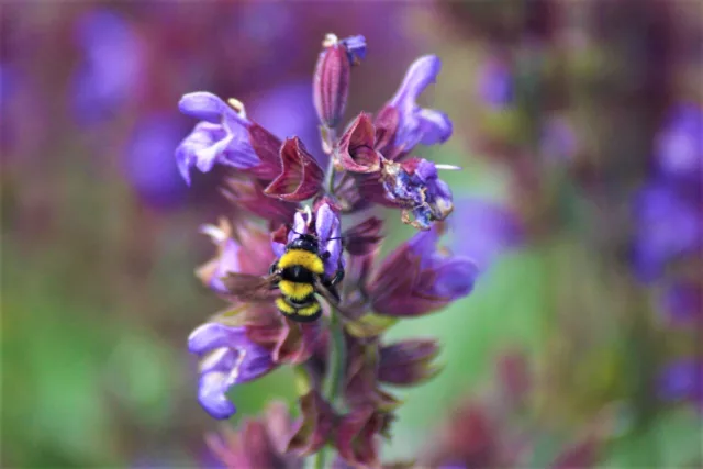 Здраве и дълголетие