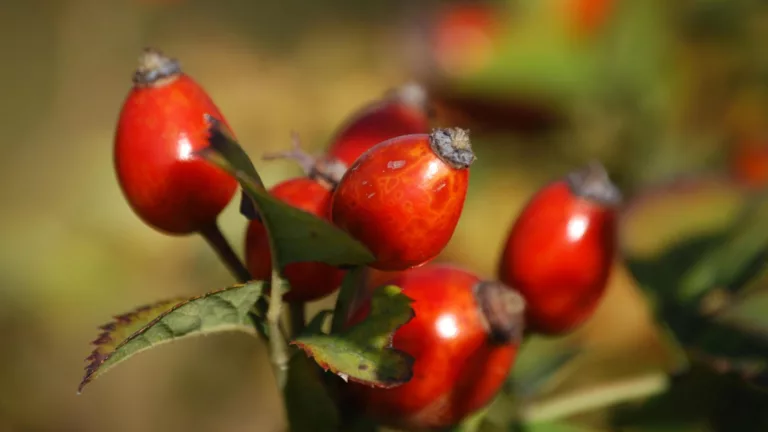 Hagebuttenöl – das Öl der jugend